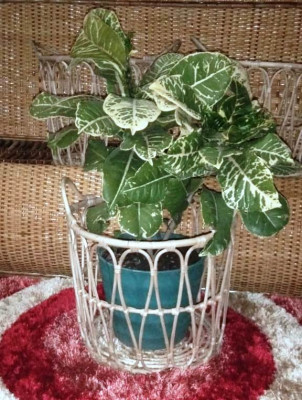 Cane designer planter(#2289)-gallery-1
