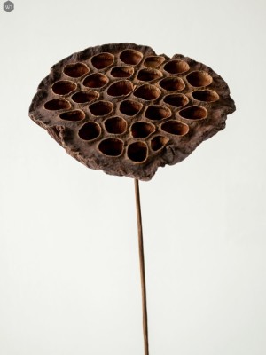 Dried Flowers(#2822)-gallery-2