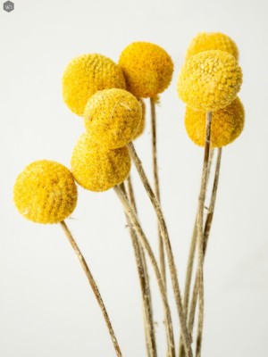 Dried Flowers(#2822)-gallery-7