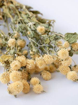 Dried Flowers(#2822)-gallery-10