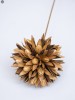 Dried Flowers(#2822)-thumb-3