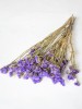 Dried Flowers(#2822)-thumb-5