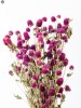 Dried Flowers(#2822)-thumb-9
