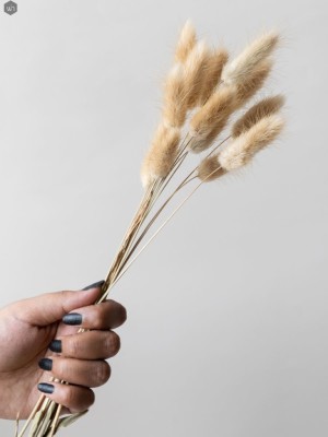 Pampas Grass(#2823)-gallery-2
