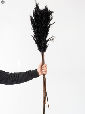 Pampas Grass(#2823)-gallery-6