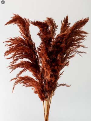 Pampas Grass(#2823)-gallery-7