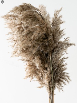Pampas Grass(#2823)-gallery-8