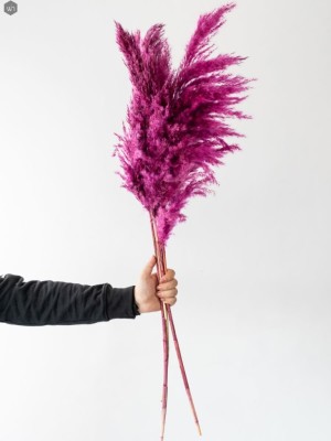 Pampas Grass(#2823)-gallery-9