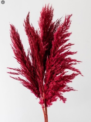 Pampas Grass(#2823)-gallery-10