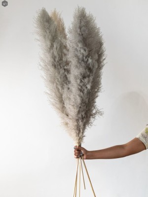 Pampas Grass(#2823)-gallery-11