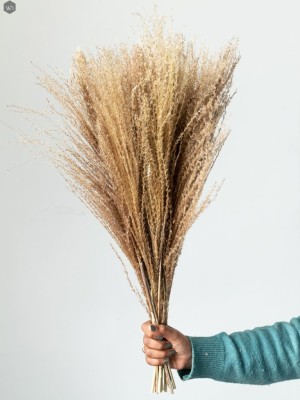 Pampas Grass(#2823)-gallery-12