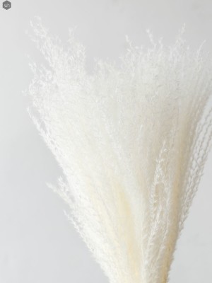 Pampas Grass(#2823)-gallery-13