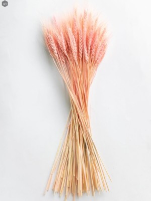 Pampas Grass(#2823)-gallery-14