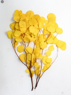 Pampas Grass(#2823)-gallery-16