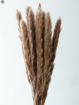 Pampas Grass(#2823)-gallery-17