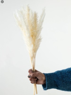 Pampas Grass(#2823)-gallery-18