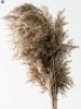 Pampas Grass(#2823)-thumb-8
