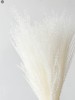 Pampas Grass(#2823)-thumb-13