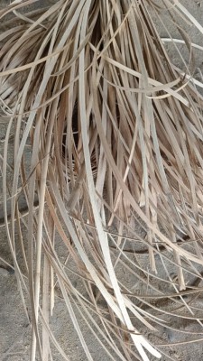 Natural Rattan Peel - Weaving Material - Indian Quality - 2mm to 2.5mm(#3093)-gallery-3