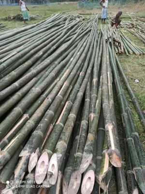 Raw Bamboo Poles Stock Bullet Deluxe and Super available(#3102)-gallery-0