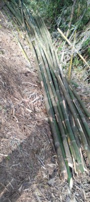 Raw Bamboo Poles Stock Bullet Deluxe and Super available(#3102)-gallery-1