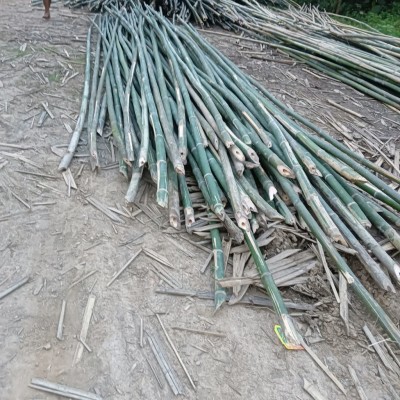 Raw Bamboo Poles Stock Bullet Deluxe and Super available(#3102)-gallery-3