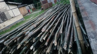 Raw Bamboo Poles Stock Bullet Deluxe and Super available(#3102)-gallery-4