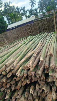 Raw Bamboo Poles Stock Bullet Deluxe and Super available(#3102)-gallery-5