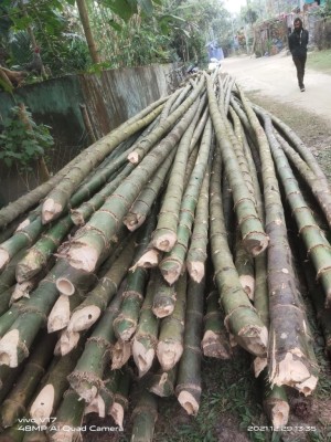 Raw Bamboo Poles Stock Bullet Deluxe and Super available(#3102)-gallery-6