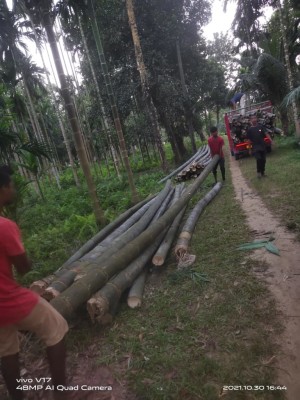 Raw Bamboo Poles Stock Bullet Deluxe and Super available(#3102)-gallery-7