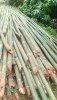 Raw Bamboo Poles Stock Bullet Deluxe and Super available(#3102)-thumb-2