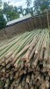 Raw Bamboo Poles Stock Bullet Deluxe and Super available(#3102)-thumb-5